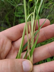 Carex arcta