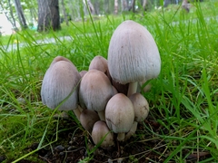 Coprinellus micaceus