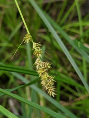 Carex arcta