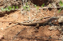 Aspidoscelis scalaris