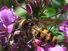 Radumeris tasmaniensis