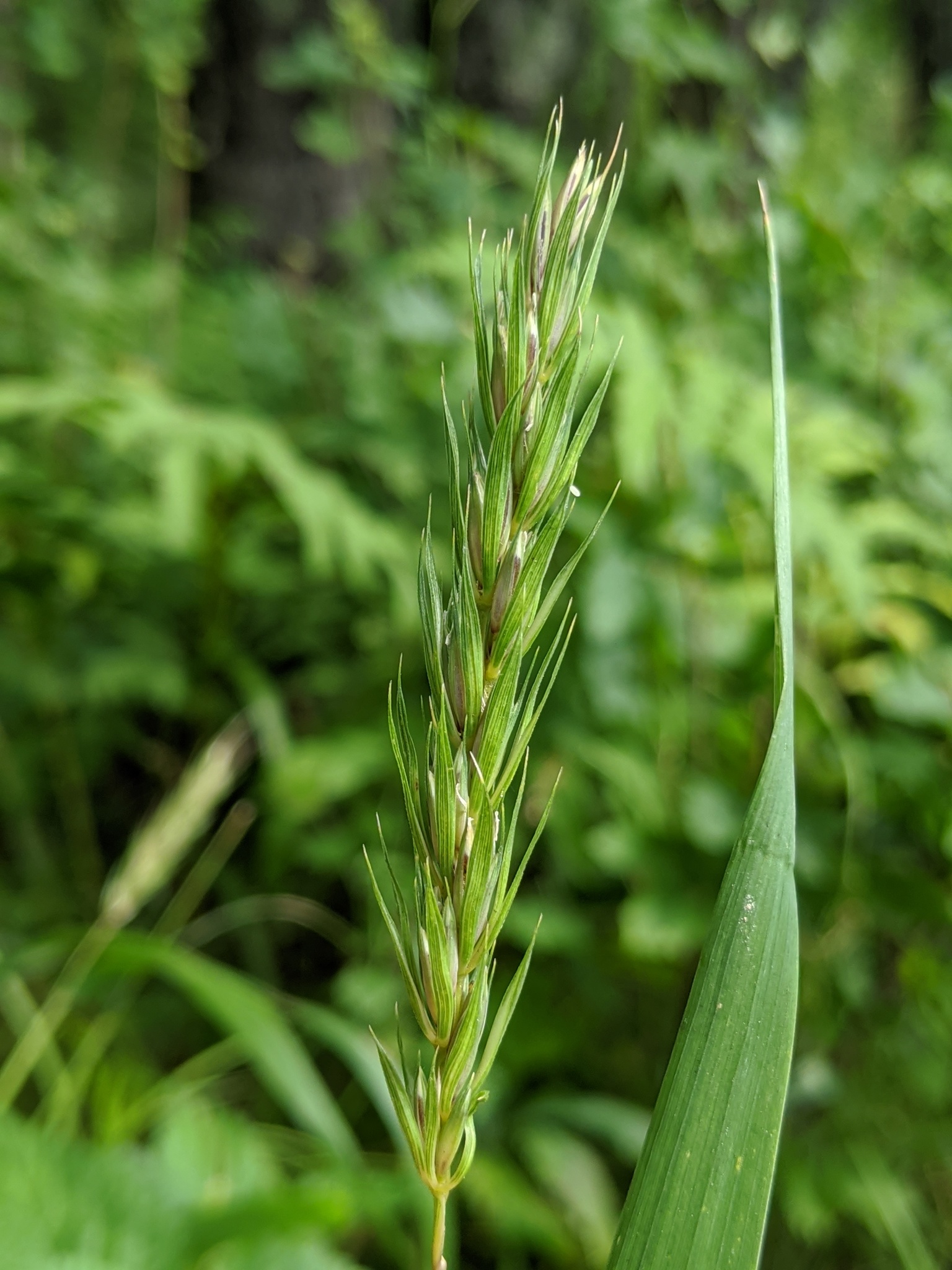 Elymus