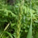 Awnless Wild Rye - Photo (c) Nate Martineau, some rights reserved (CC BY-NC), uploaded by Nate Martineau