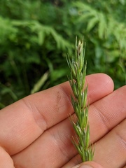 Elymus curvatus