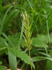 Elymus curvatus