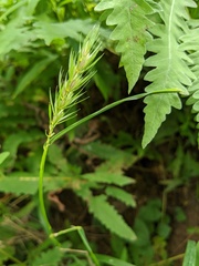 Elymus curvatus