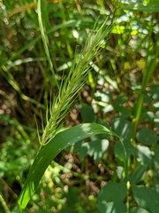 Elymus curvatus
