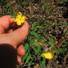 Crocanthemum canadense