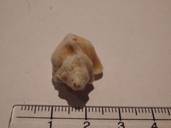 Pterochelus triformis