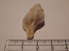 Pterochelus triformis