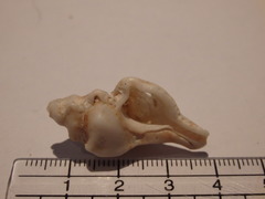 Pterochelus triformis