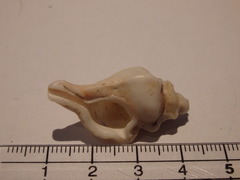 Pterochelus triformis