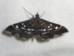Diathrausta