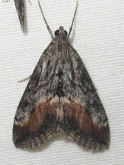 Evergestis subterminalis