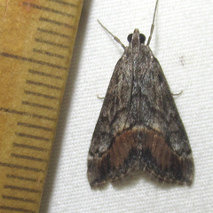 Evergestis subterminalis