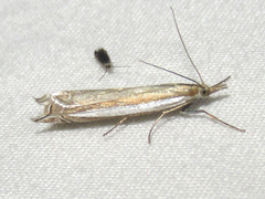 Fernandocrambus harpipterus