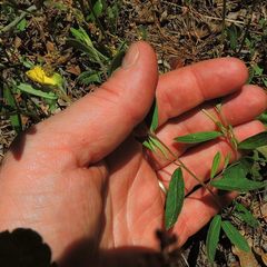 Crocanthemum canadense