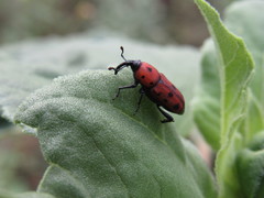 Rhodobaenus tredecimpunctatus