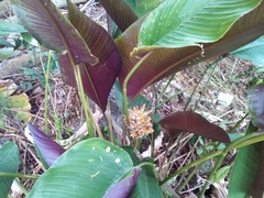Calathea lutea