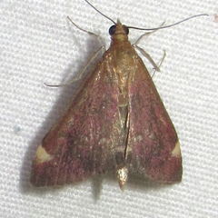 Pyrausta grotei