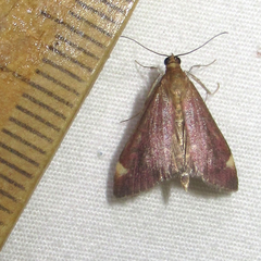 Pyrausta grotei