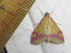 Pyrausta scurralis