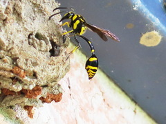Phimenes arcuatus
