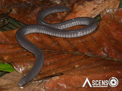 Caecilia tentaculata