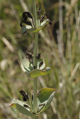 Penstemon grandiflorus