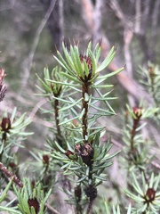 Pultenaea aristata