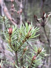 Pultenaea aristata
