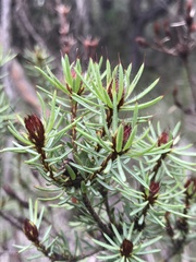 Pultenaea aristata