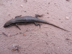 Notomabuya frenata