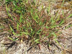 Dichanthelium acuminatum