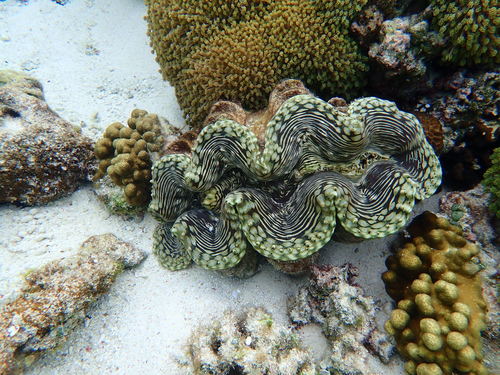 Fluted Giant Clam