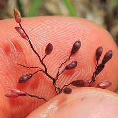 Dichanthelium acuminatum