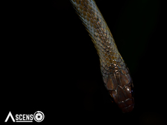 Erythrolamprus oligolepis