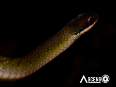 Erythrolamprus oligolepis