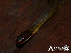 Erythrolamprus oligolepis