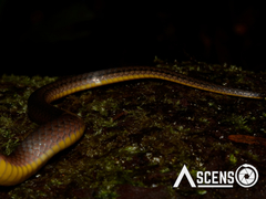Erythrolamprus oligolepis
