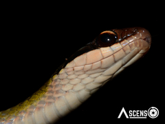 Erythrolamprus oligolepis