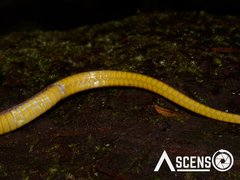 Erythrolamprus oligolepis