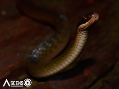 Erythrolamprus oligolepis