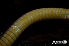 Erythrolamprus oligolepis