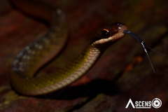 Erythrolamprus oligolepis