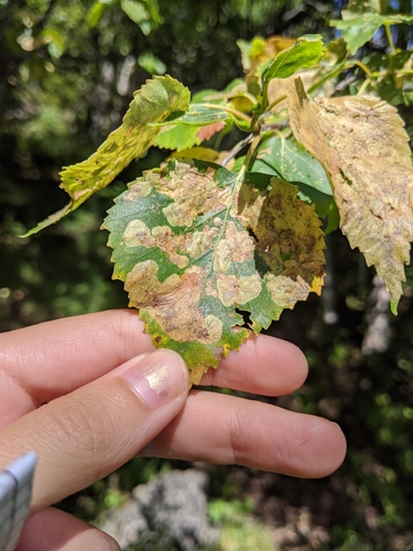 Amber-marked Birch Leaf-miner Sawfly photo 5