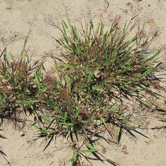 Dichanthelium acuminatum