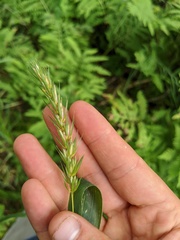 Elymus curvatus