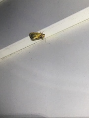 Clepsis melaleucanus