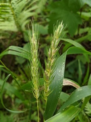 Elymus curvatus